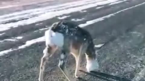 A deer's head was frozen