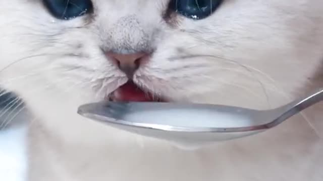 Please call me silly Cat Bantam Cat Cat