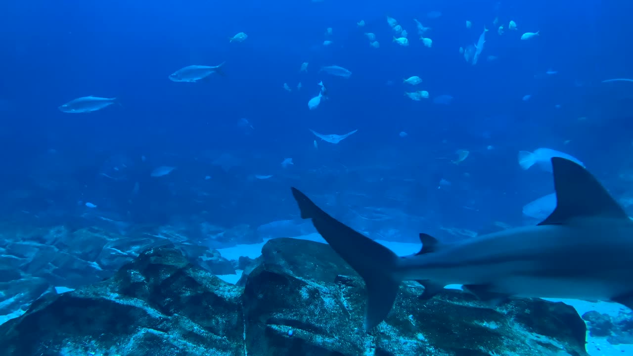 Uncovering the Secrets of Underwater Wildlife: Exploring the Mysteries of the Deep