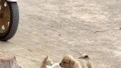 Funny cat & dog
