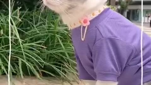 Lovely Baby Cat, Funny cats Cute and Funny Animals Compilation