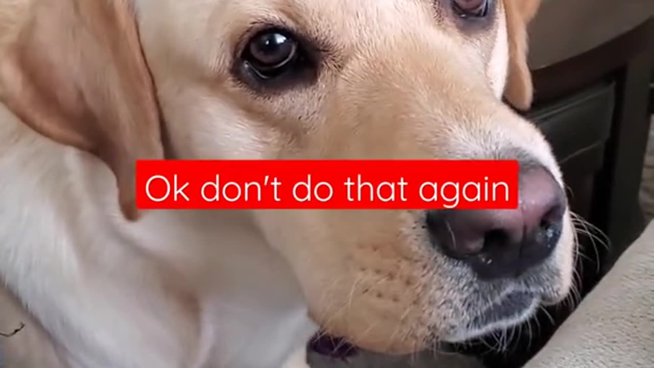 Dog Hates it When Disturbed During Sleeping #Shorts | Funny Dog Video1