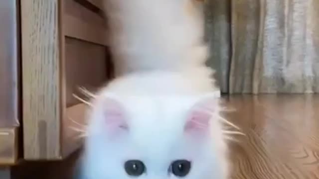 White cat