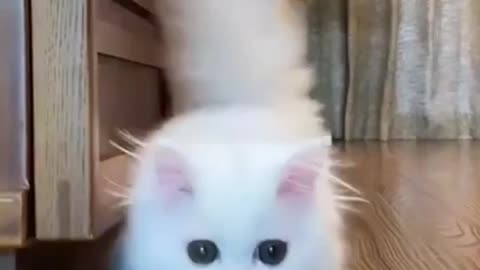 White cat