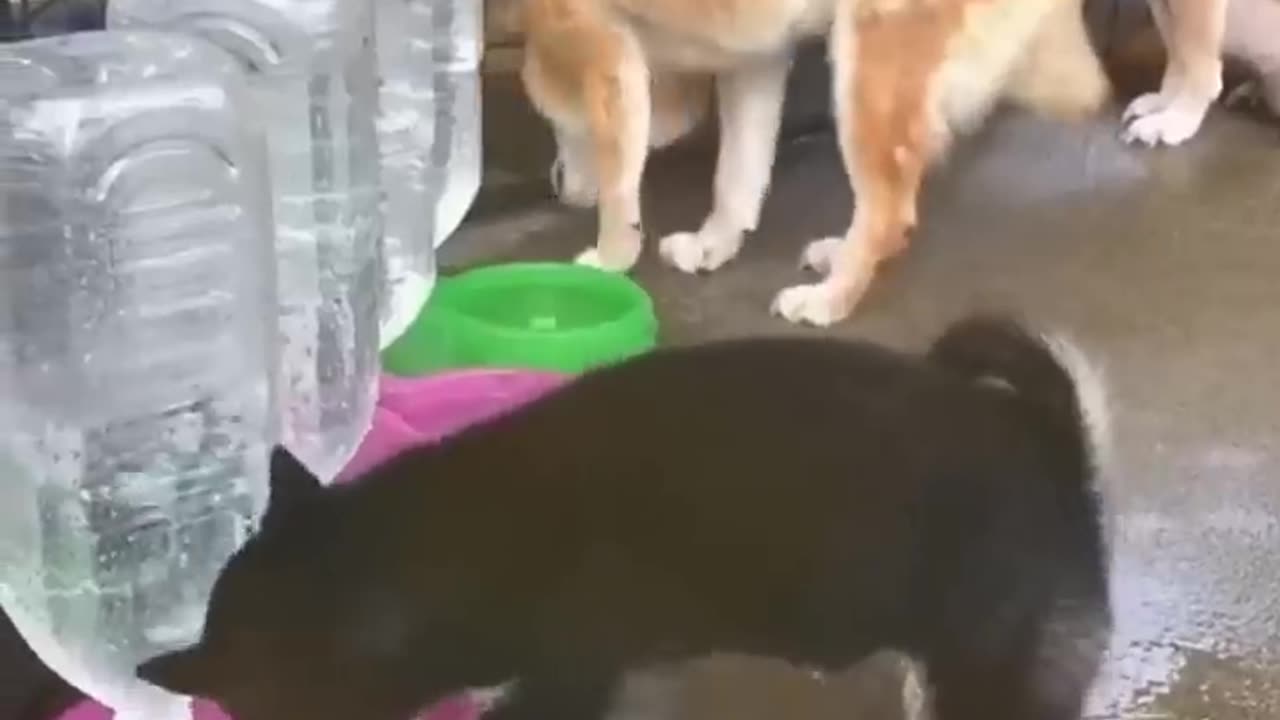 Cutest Cats and Dogs 🐱🐶 funny videos Animals playing