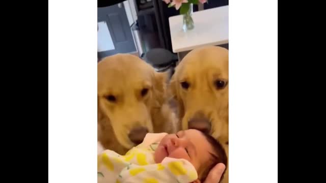 The way a dog looks at a child