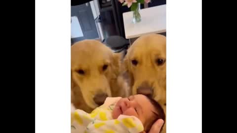 The way a dog looks at a child