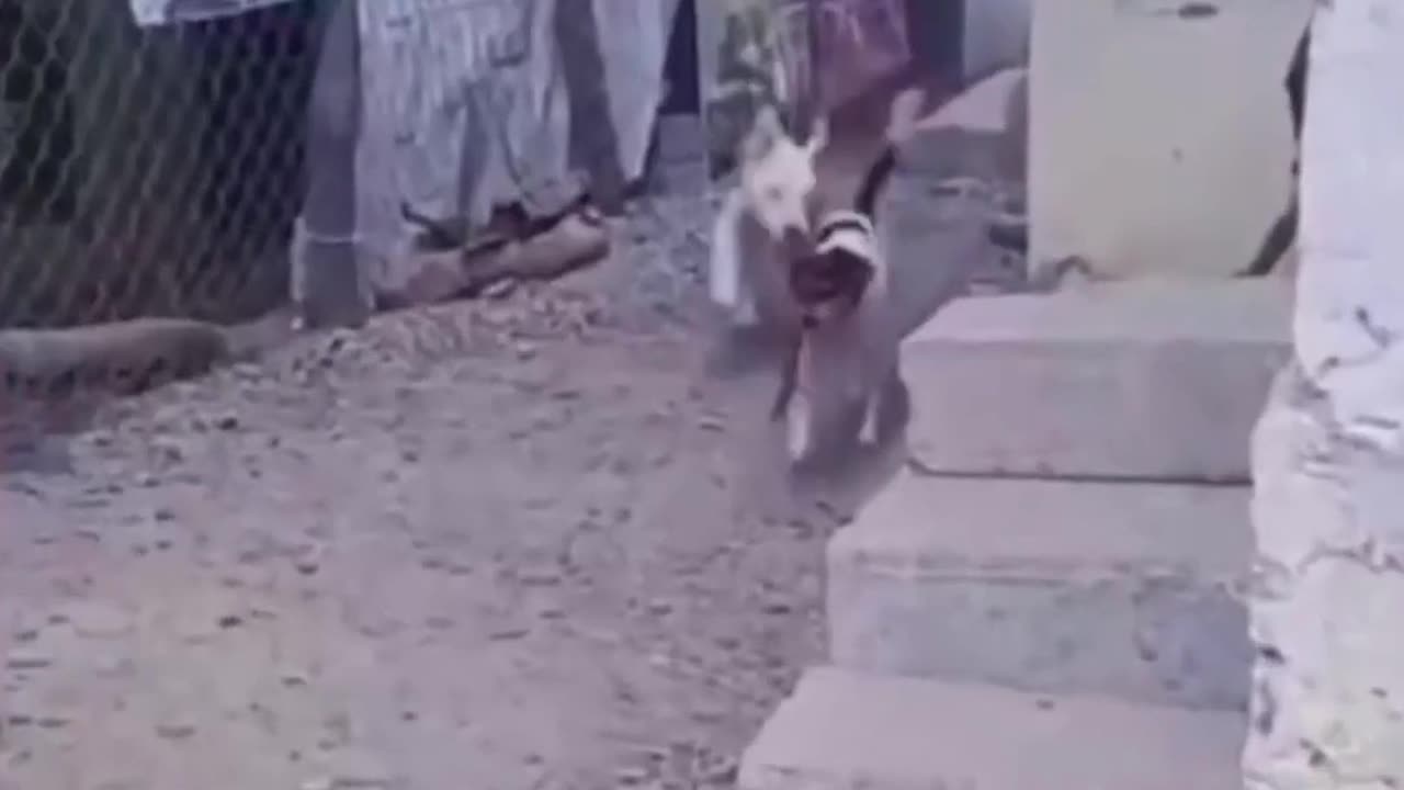 chihuahua surprise