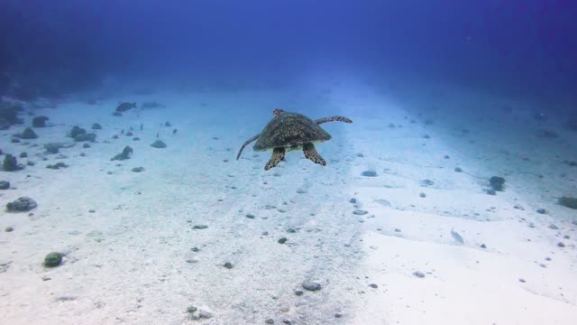 Turtle swimming in a big beautiful blue ocean