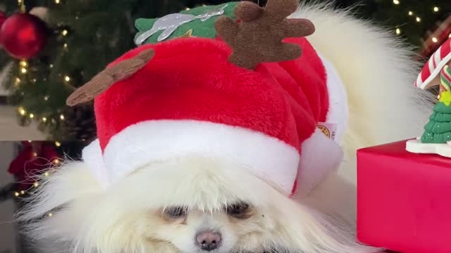 Cute doggy enjoy Christmas