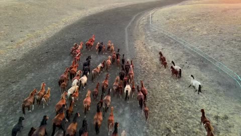 Horse Beach Forest Animal Free HD Videos -