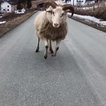 The last bump was intentional so funny |Funny animal videos| try not to laugh