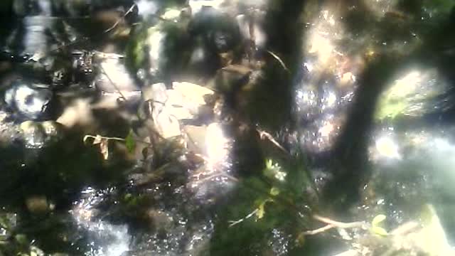 Mountain stream in the relict forest