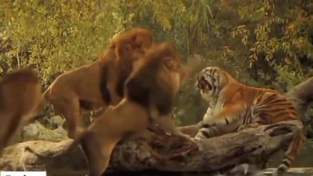 Lions vs Tiger.