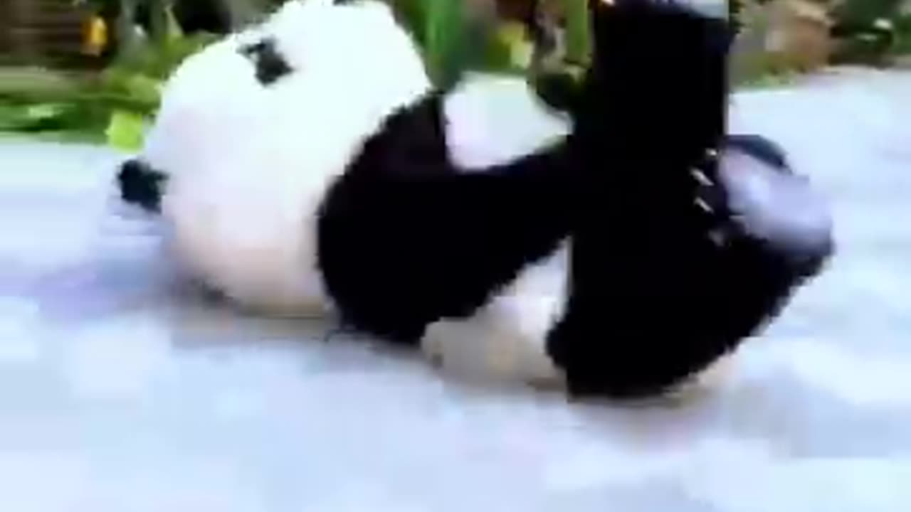 Funny panda