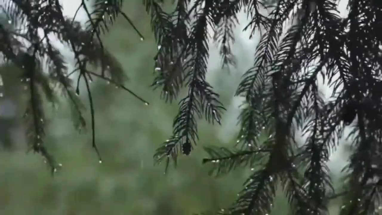 Raining in the forest (raining sounds for relax)