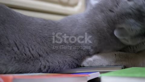 Big fighting two cat