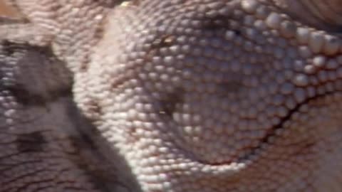 Animal world amazing 93