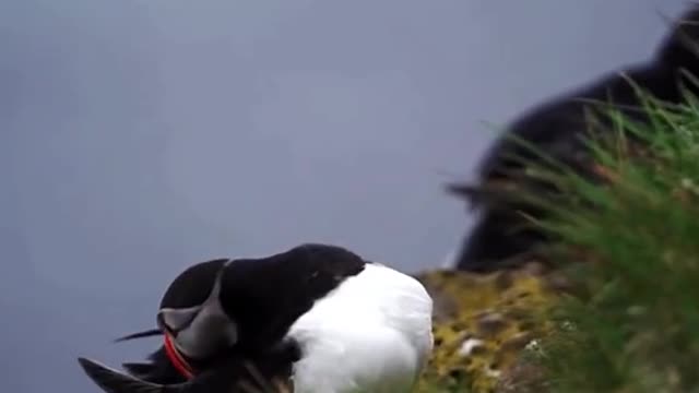 How cute are these puffins😍📸