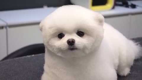 Pet Pomeranian Dog Grooming in the Teddy bear manner