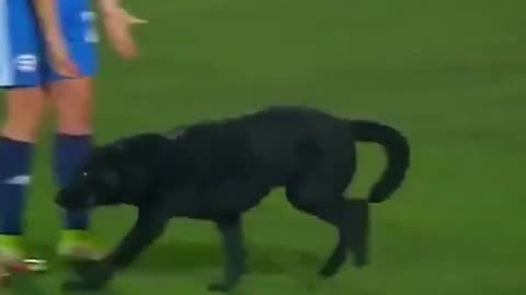 ANIMALS IN STADIUM