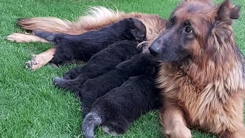 Beautiful puppies