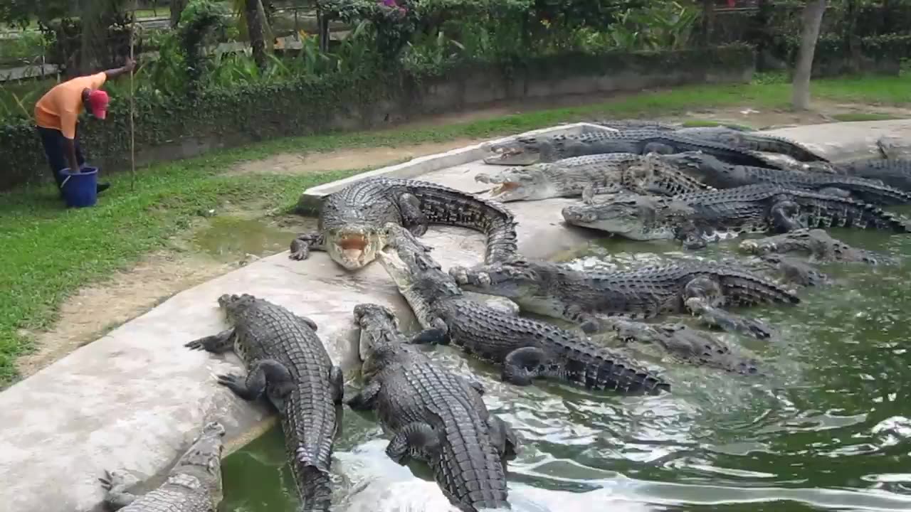 Crocodile Feeding at Langkawi Crocodile Farm