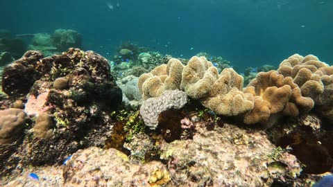 Raja Ampat, Mansuar Island, snorkeling (Indonesia)