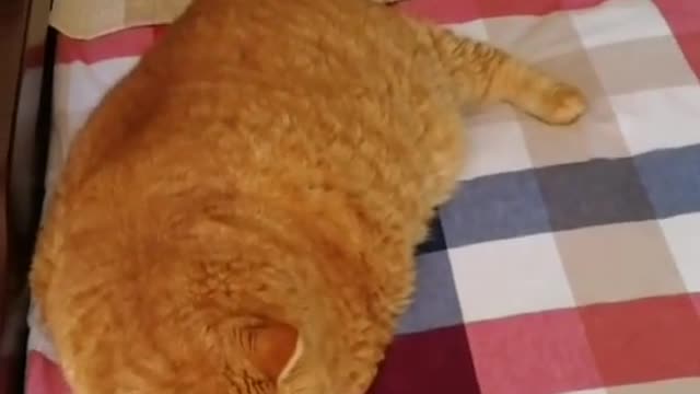 A cat has a long tail.