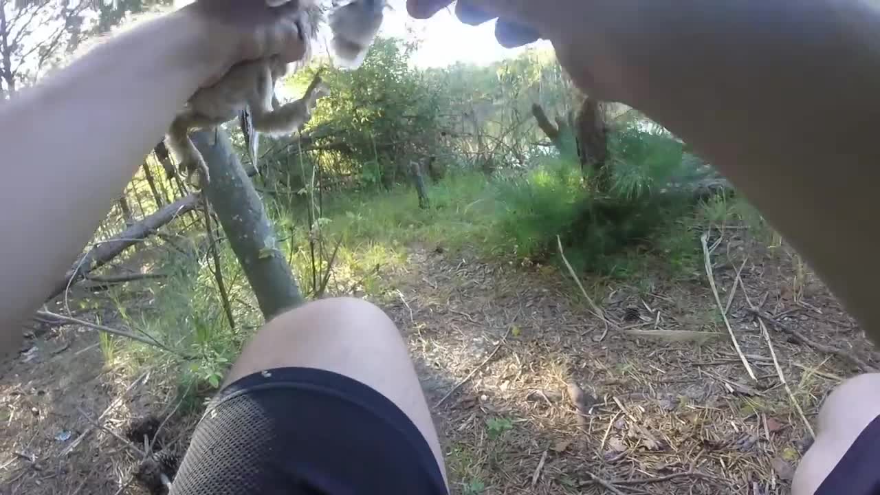 Rescuing a screech owl tangled in fishing line, New Jersey