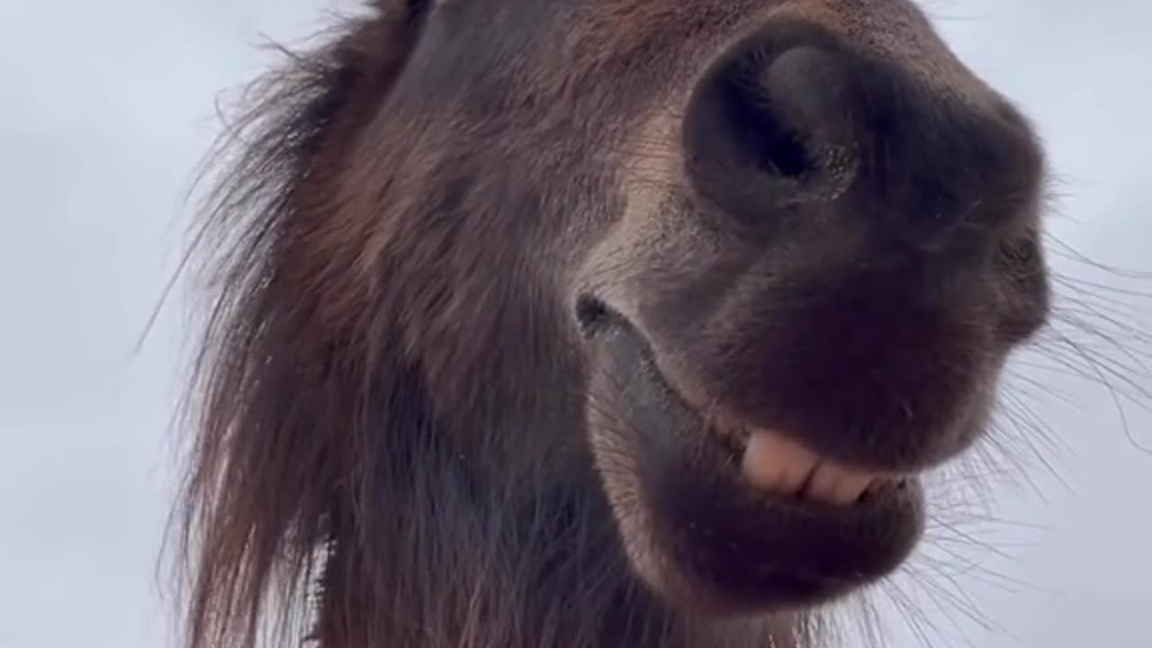 funny animals videos