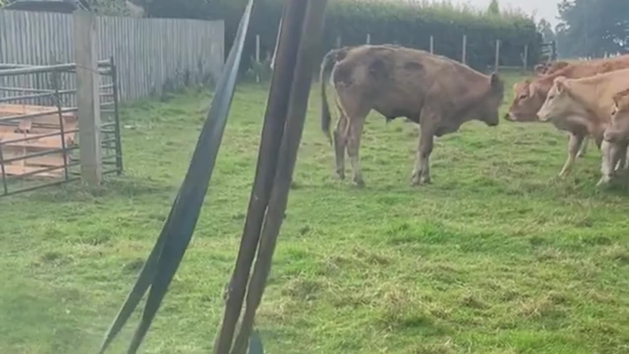 Udderly bonkers moment cow is pulled out of sinkhole by its legs