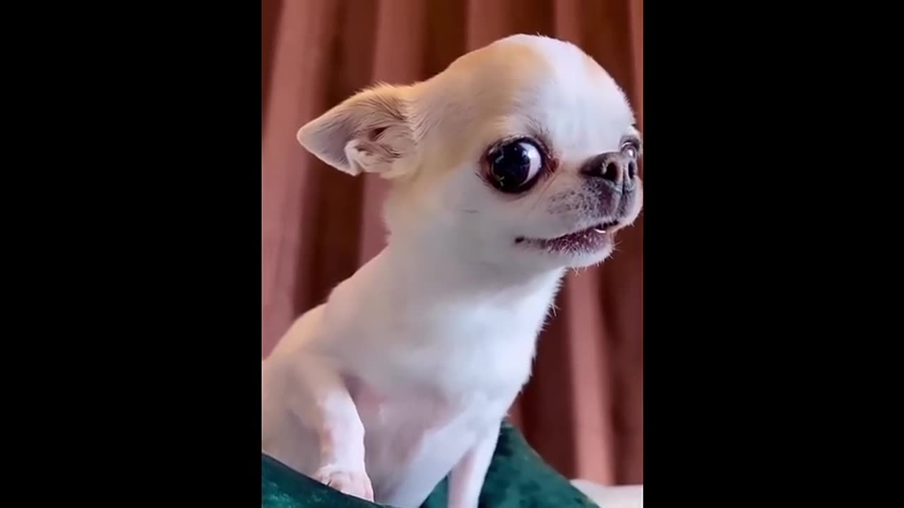 Funny cat videos