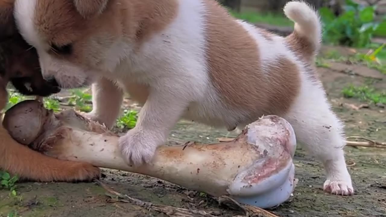 The dog grabs the bone#cutepet#dog