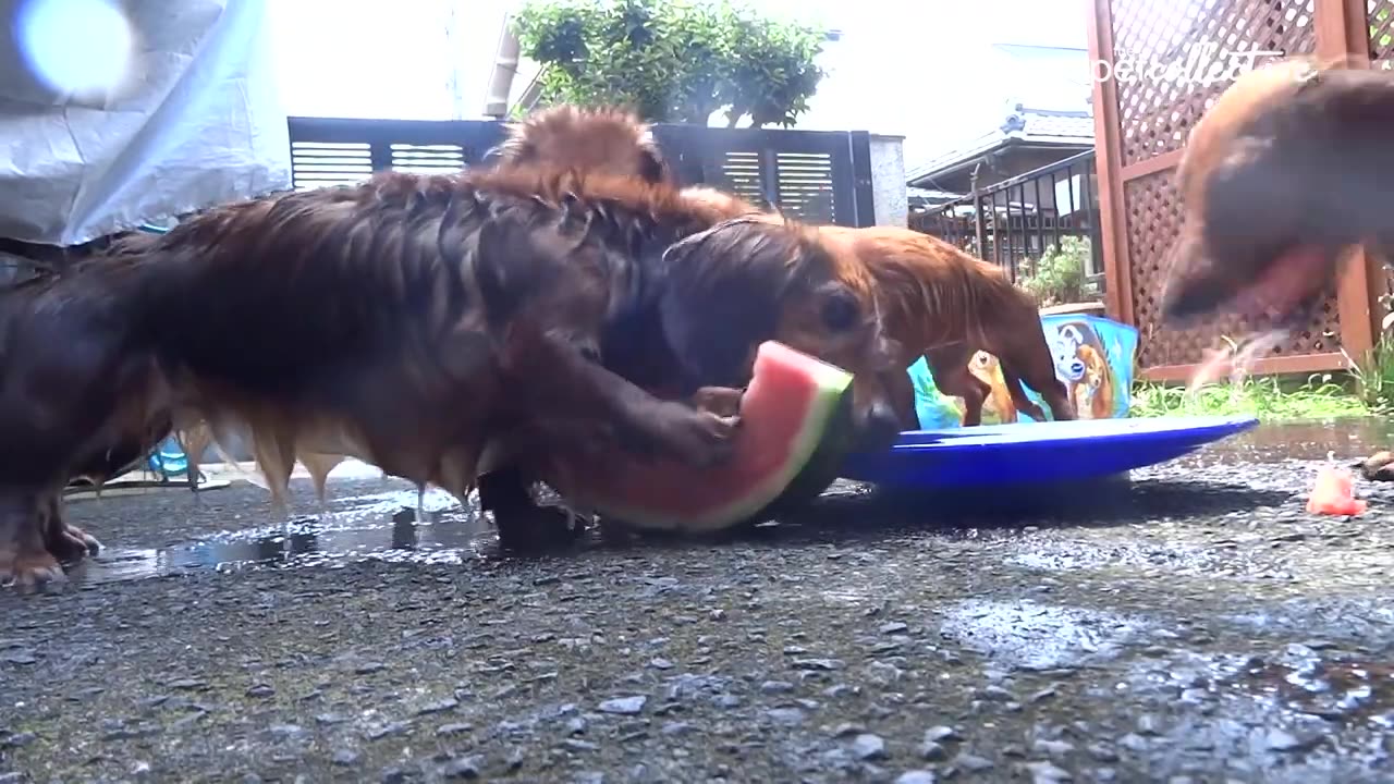 Watermelon Snack Time