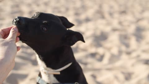 FUNNY DOG