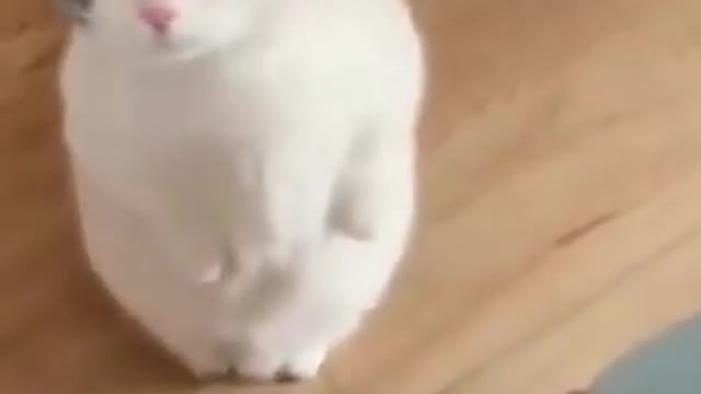 funny cat 😹 Try Not To Laugh 2022