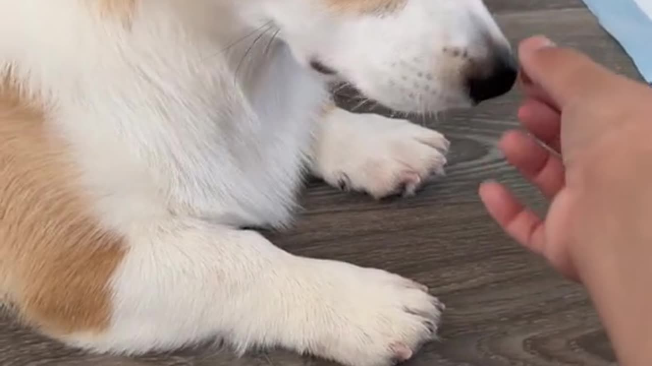 Can mom trick Plump into taking his medicine? 🤔🐶