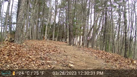 The Woods – 03/29/2023