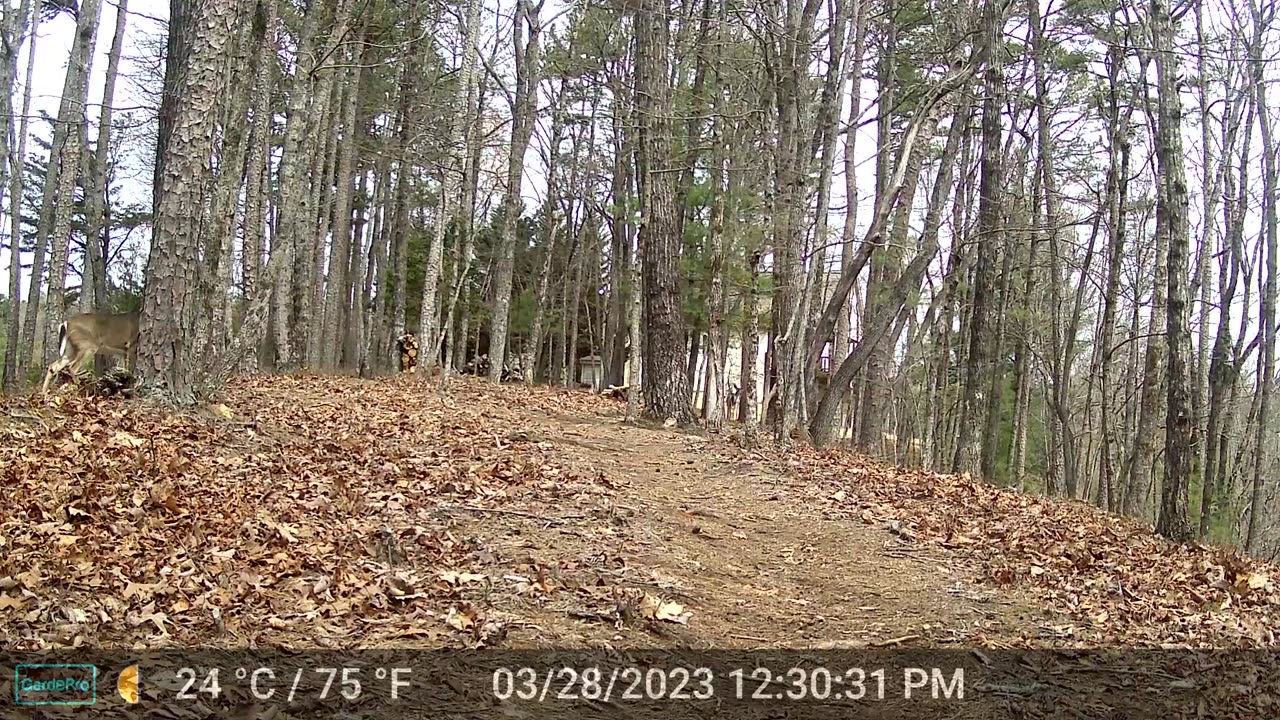 The Woods – 03/29/2023