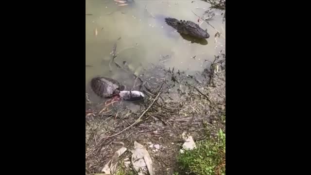 Crocodile and Turtle wars