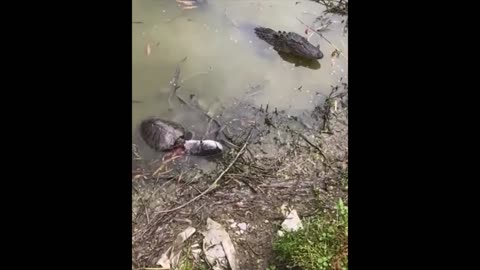 Crocodile and Turtle wars