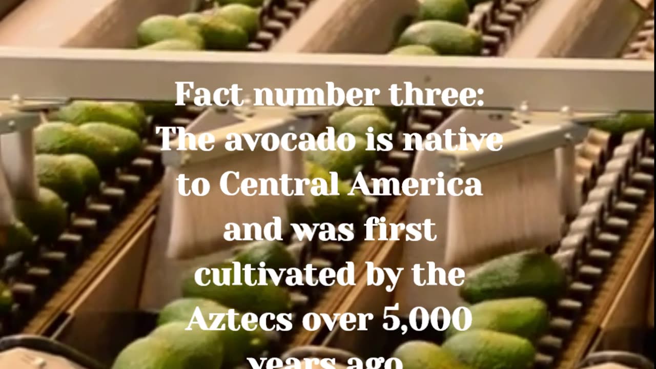 The truth behind avokado:5 Facts about Avokado.