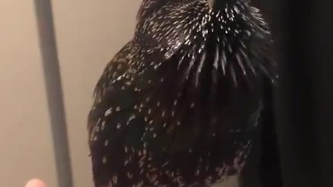 European starlings are so good at mimicry, they can even do human speech