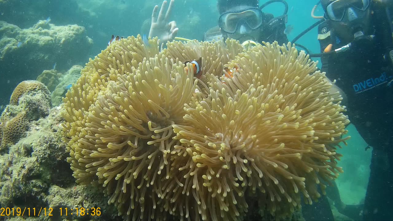 Scuba Diving Port Blair #Scuba Diving #Port Blair #viral #tranding