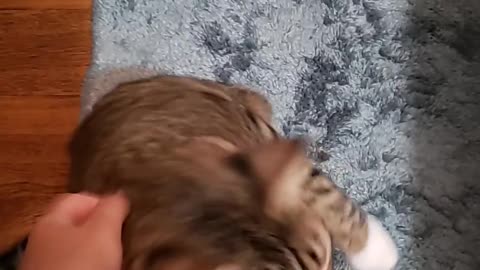 My Cat Ollie