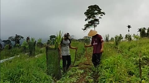 the second process of chili planting