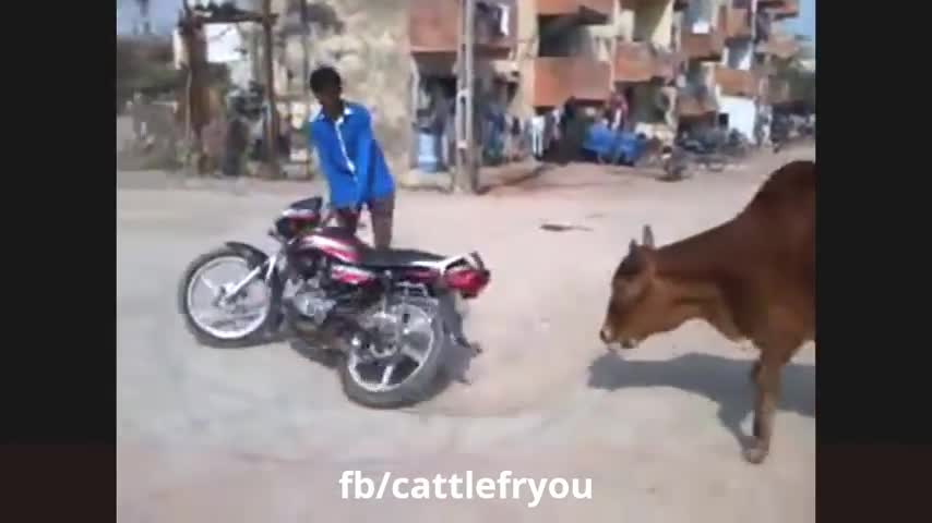 Animals are at their hilarious try not to Laugh challenge