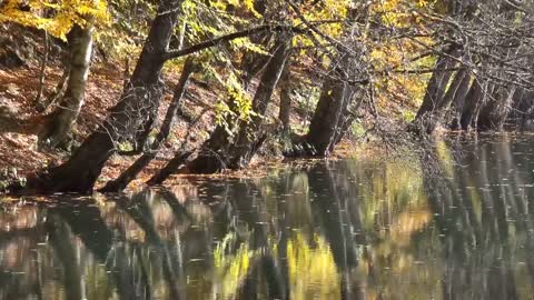 Enchanting Autumn Forests with Beautiful Piano Music