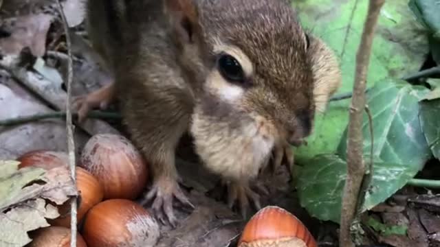 It’s going to be ok baby, daddy is going to Give you all the nuts you need for winter